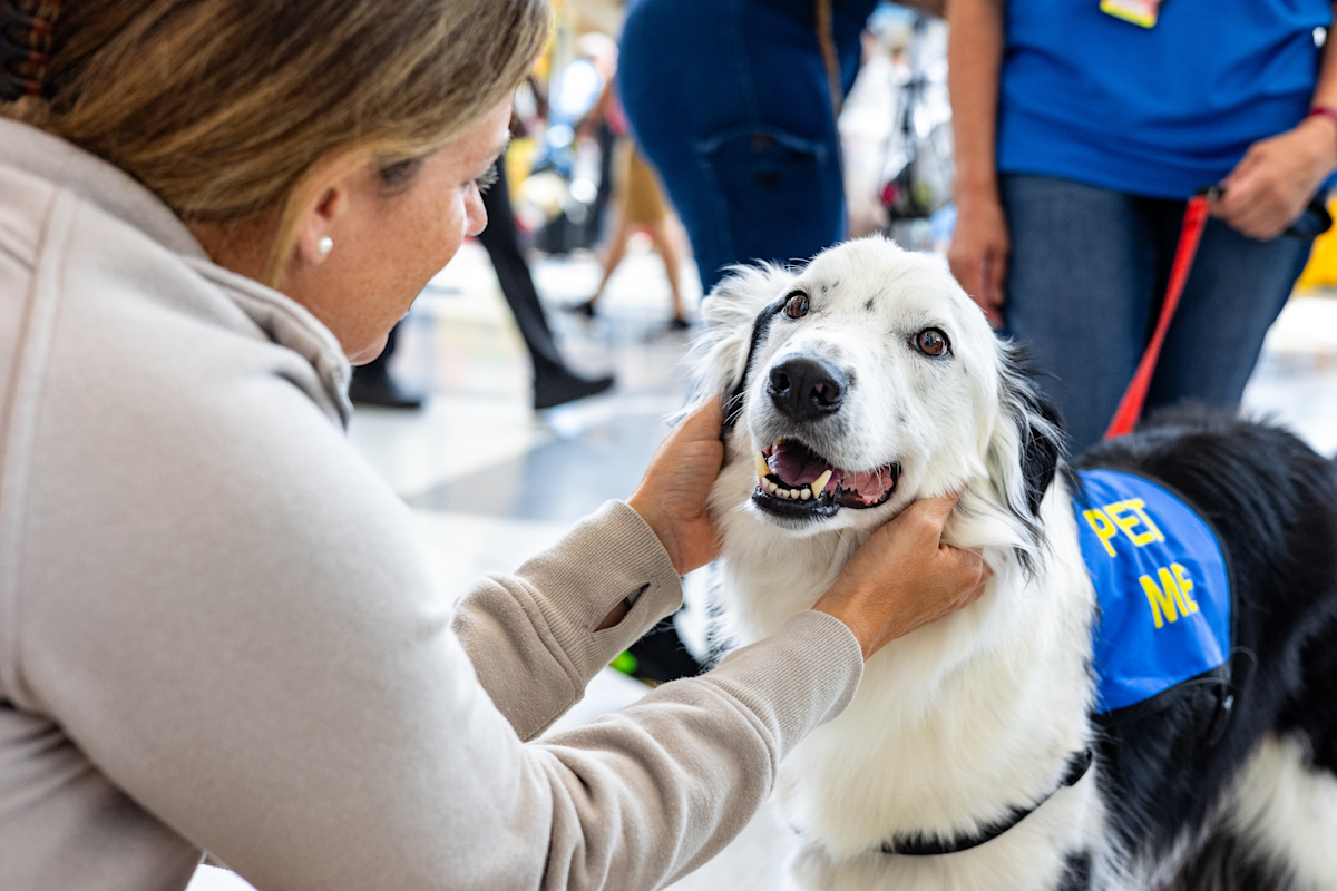A woman gently holds the face of a friendly black-and-white dog inside an airport terminal. The dog wears a blue vest that says “PET ME” and looks up with its mouth open and tail visible behind it. People walk in the background.