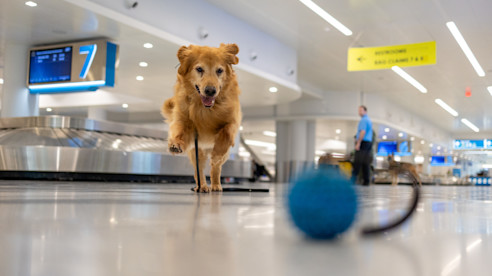 Perro K-9 camina por una terminal del aeropuerto hacia un juguete de entrenamiento en el piso.