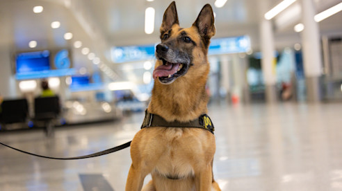 Perro K-9 con arnés está sentado y atento en una terminal del aeropuerto con correa.