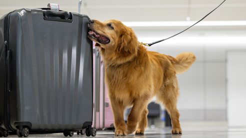 Perro K-9 con correa inspecciona una maleta en el piso del aeropuerto.