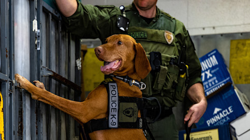 Un oficial de policía está junto a un perro K-9 con un chaleco que dice “Policía K-9” mientras el perro inspecciona un contenedor metálico.