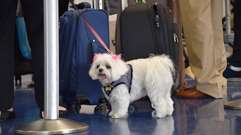 Un perrito blanco con lazos rosados está junto a maletas en una fila del aeropuerto, rodeado de viajeros.