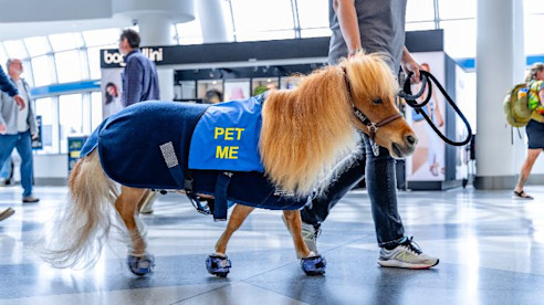 Un caballo miniatura de terapia con un chaleco azul que dice “Acaríciame” camina por el aeropuerto con su guía.
