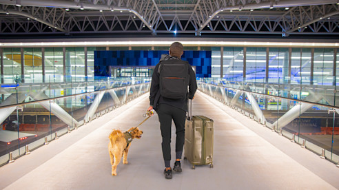 Traveler with a backpack and rolling suitcase walks across an airport skybridge with a leashed service dog at night.